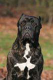 CANE CORSO 1412